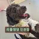 리틀댕댕 이미지