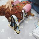 24아프리카동물메디컬센터 이미지