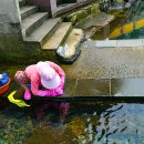 샛도리물 이미지