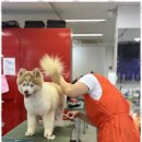 튼튼애견미용 이미지