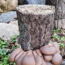 해님농장 이미지