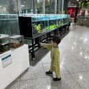 방울풍뎅이 | 곤충러버 4살 아들과 함께! / 옐로우지브라 킨텍스 곤충박물관