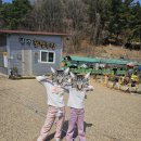 꿀벌 | 꿀벌체험 꿀벌인(꿀도둑) 후기