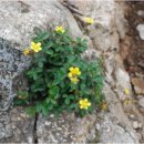 곰배령이야 이미지