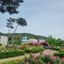 배산공원 | 전북 익산 / 배산체육공원 장미꽃 만발, 축제장 부럽지 않았던 5월 꽃구경