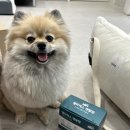 민덴탈 | 강아지치아영양제 벨라맥스 덴탈껌 후기