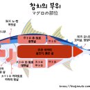오도로참치