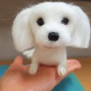 #멍멍 이미지