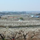 이화정농장 | 성환 왕지봉 배꽃