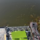 한국광택 | 한국다이와 헤라T 15척 떡붕어낚시대 사용후기