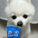 우리집강아지 | 믿고 급여하는 강아지항산화제, 우리 집 강아지영양제 솔직 후기(눈+뇌 건강 함께 챙기세요!)