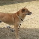 청주진도견연구소 이미지