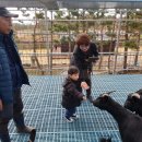 토종흑염소농장 이미지