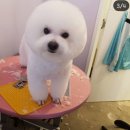 까르르멍멍 이미지