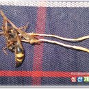 동충하초(벌.노린재.거품벌레) 이미지