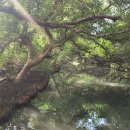 타이완(臺灣) 타이난(臺南)의 맹그로브 숲 이미지