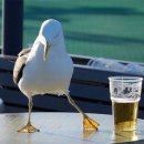 커피맥주 이미지