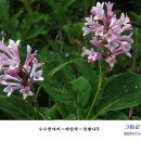 곰배령 돌배나무집 이미지