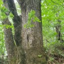 봉복사 - 1354 | agn)태기산 1143)삼계봉 44)덕고산 (강원 평창군~횡성군) [오지산행] 영춘지맥(寧春枝脈)