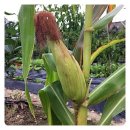 물내음 팬션 이미지