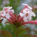 댕강 댕강 이미지