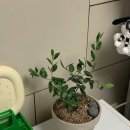 올리브나무 | 피플랜트 올리브나무 토분 화분 선물 후기