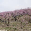 국내여행지 - 영덕 복숭아마을 (복사꽃축제) 이미지