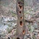 꽃무리 뜸 이미지