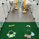 돌봐줄개 이미지