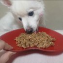 캐니스팜 이미지