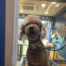 멍스바스 이미지