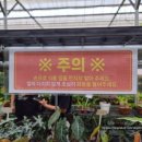 [파주 월롱] 초보 식집사 지갑 다 털린 화훼농원 &#34;조인폴리아&#34; 방문 후기