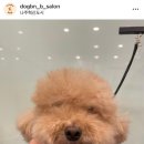 도그비앤비 이미지