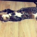 드루와드루와PC 이미지