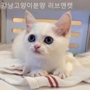 강남고양이분양 러브앤캣 이미지