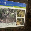 ■순수40년 숙박(비박)전국여행 169번째■ 홍도에서 살아보기 ☆2026년 4월18일 / *홍도깃대봉* 이미지