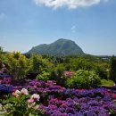 머문 | 5월 제주 수국 명소 마노르블랑 26.05.13(개화 상황) 다녀온 후기