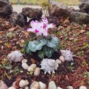 프렌치 비자림 이미지