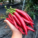 이제, 단양 이미지