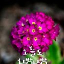 신비한바다세상 Daum카페