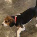 이재룡의 뭉개뭉개유치원 이미지