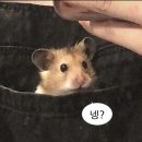아이스바 | 트윅스 아이스바 솔직후기🍫🍦