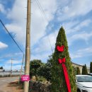 동백어린이집 | 겨울 제주 여행, 서귀포 동백꽃 명소 훈식이네동백밭 방문 후기