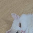 냥아치카페 이미지