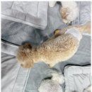 놀루오숑 이미지