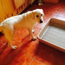 퍼피파파 이미지