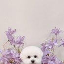 마이리틀멍 이미지