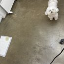 달고나 펫살롱 이미지