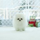 화이트포메라니안 이미지