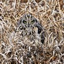 쇠부엉이 (Short-eared Owl) ('24.02.27 시흥) 이미지